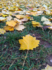 Yellow autumn leaves on the ground in a park