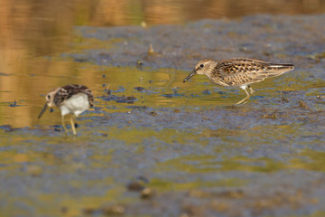 A group of Least Sandpipers in Acadia National Park in Maine.
