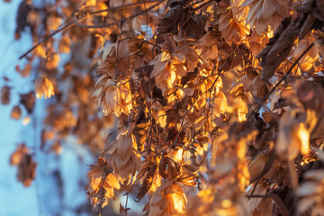 Dry hop branches in the winter at sunset. Winter background.