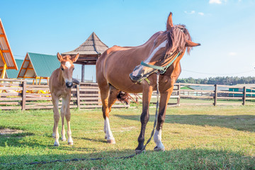 Little horse foal and its mother are on green grass