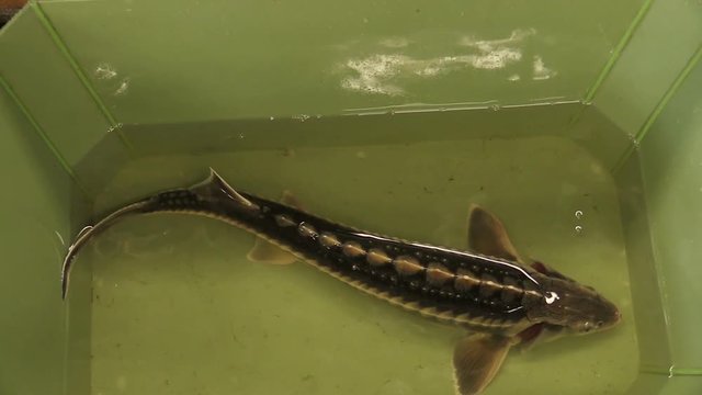 Acipenser gueldenstaedtii Russian diamond sturgeon fish water breeding in the rescue and conservation fauna, protection of the nature, gene pool, endangered aquatic animal in the bath, Europe