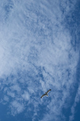 Möwe am Himmel