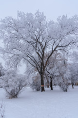 Fototapeta na wymiar winter frost in the park