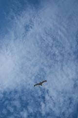 Möwe am Himmel