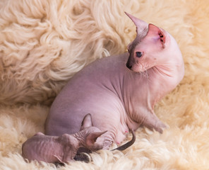 Playful cheerful cat breeds of the Sphinx. Selective focus