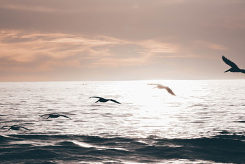 Obraz premium Pelicans mid flight during sunset