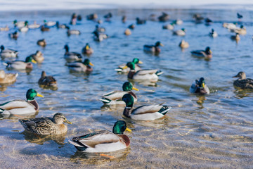 Ducks swimming on winter lake. Male and female ducks on freezing water. Sunny day next to a lake with many ducks on water surface. Pristine clear water in lake, many ducks swimming on it.