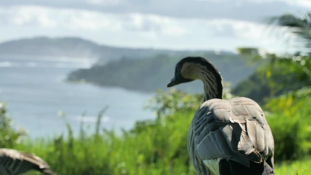 Nene Hawaiian Bird Tropical Island Background Kauai Hawaii Animals