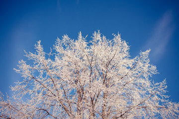 tree branches covered with hoarfrost