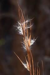 Obraz premium Andropogon virginicus (Bloom sedge bluestem)