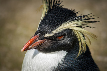 Macaroni penguin