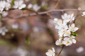 Spring cherry blossoms closeup, white flower sunny day. Blurred space for text.