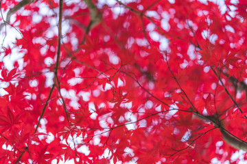 Red autumn leaves, artistic abstract background. Autumn theme, red leaf in detail and blurred background. Beautiful romantic romantic bokeh, shape of heart. Valentines day theme.