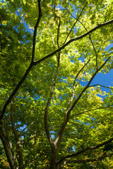 Obraz premium Looking up at a beautiful backlit tree against a clear blue sky