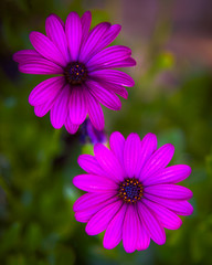 Obraz premium Flowers in the Butchart Gardens, Victoria, British Columbia, Canada