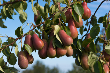 ripe pears on the tree