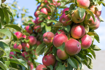 red apples on a tree