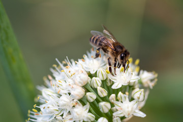 bee on a flower