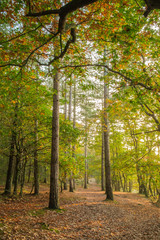 Autumn woodland