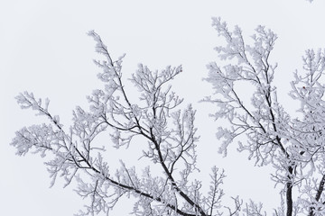 Fototapeta na wymiar rine frost covered tree branches