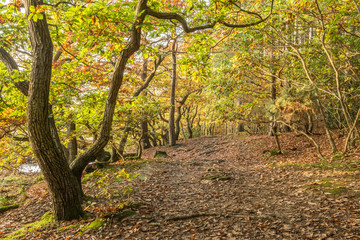 Obraz premium Autumn woodland