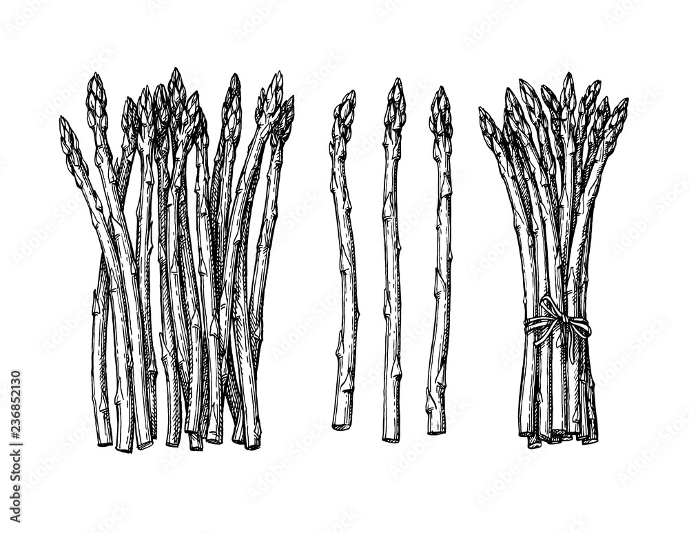 Canvas Prints ink sketch of asparagus.