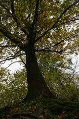 Colorful autumn leaves on the trees in nature. Slovakia