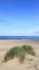 Fototapeta na wymiar Dünen und Strand bei Renesse