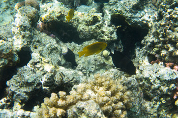 Naklejka na ściany i meble Coral fish on the background of a coral reef
