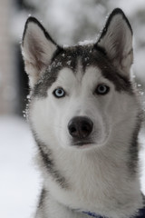 Siberian Huskies outside in Canada during winter 