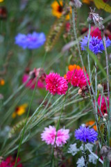 Blumenfeld Sommerabend