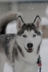 Siberian Huskies outside in Canada during winter 