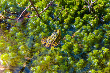 Green frog sitting on green juicy seaweeds water plants growing in sweet lake waters