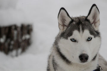 Siberian Huskies outside in Canada during winter 