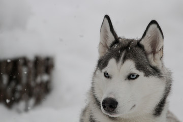 Siberian Huskies outside in Canada during winter 