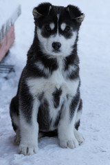 Siberian Huskies outside in Canada during winter 
