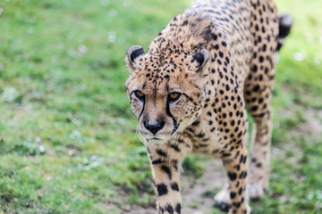 léopard panthère
