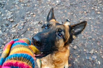 Old German Shepherd on a walk in the park. The dog listens to the commands of its owner.Harmonious relationship with the dog: education and training.