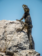 Agama stellio lizard Xanthos, Turkey 