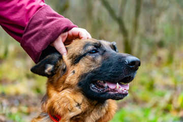 Old German Shepherd on a walk in the park. The dog listens to the commands of its owner.Harmonious relationship with the dog: education and training.
