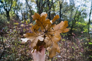 Hand holding autumn leaves. Slovakia