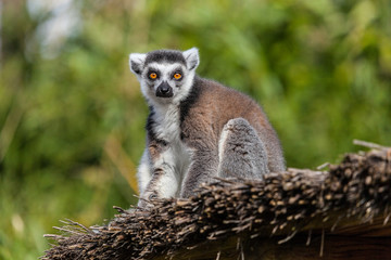 maki katta lémurien