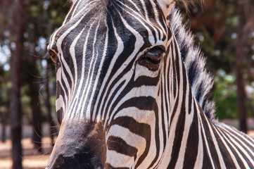 Fototapeta premium Close-up portrait of Zebra looking to the camera
