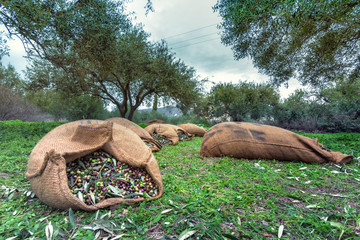 Harvested fresh olives in sacks in a field in Crete, Greece for olive oil production