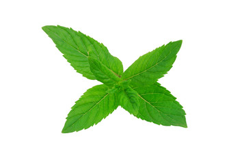 fresh mint leaves isolated on white background