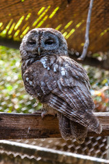 Owl with gray brown feathering sitting and looking to the camera