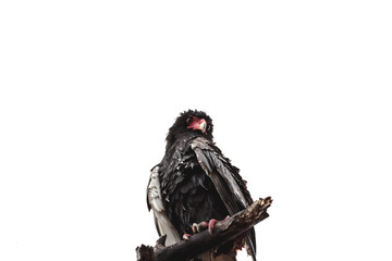 Gaukler in Südafrika auf einem Baum - Terathopius ecaudatus