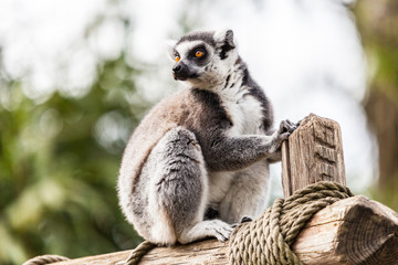 maki katta lémurien