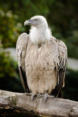 bird of prey