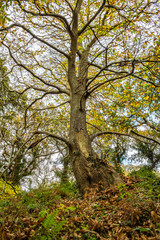Fototapeta na wymiar autumn woodland